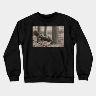 Climbing Squirrel Crewneck Sweatshirt